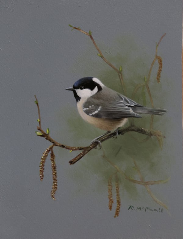 Rodger McPhail , Coal Tit
