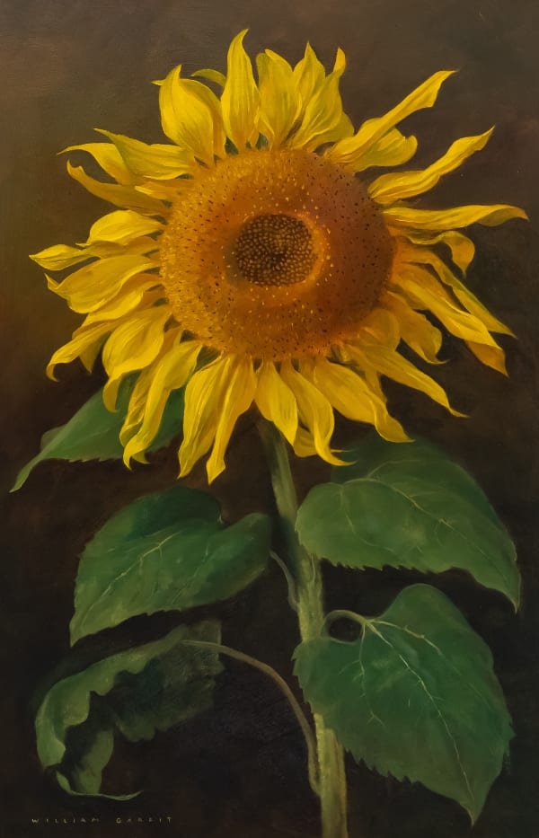 William Garfit , Sunflower, Helianthus annuus