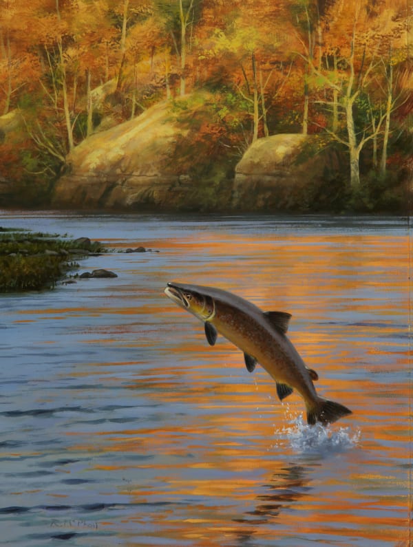 Rodger McPhail , Autumn Salmon