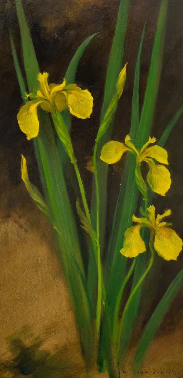 William Garfit , Yellow Iris, Iris pseudacorus