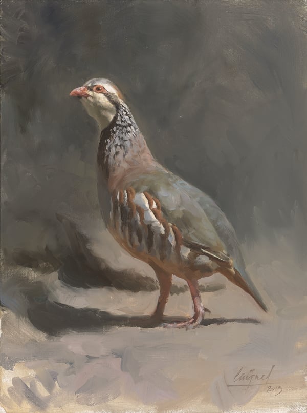 Female red-legged partridge