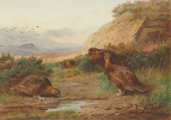 Grouse in a landscape, 1898