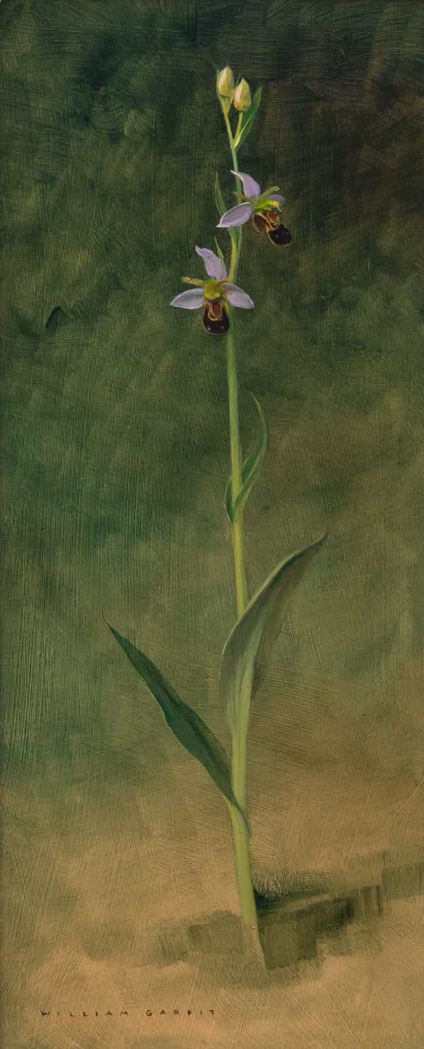 William Garfit , Bee Orchid, Ophrys apifera