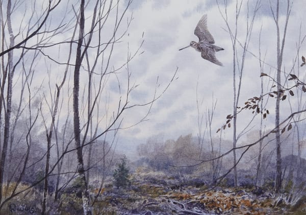 Owen Williams , Woodcock in silver birch