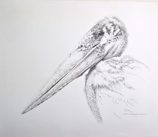 David Ord Kerr , Marabou Stork sketch