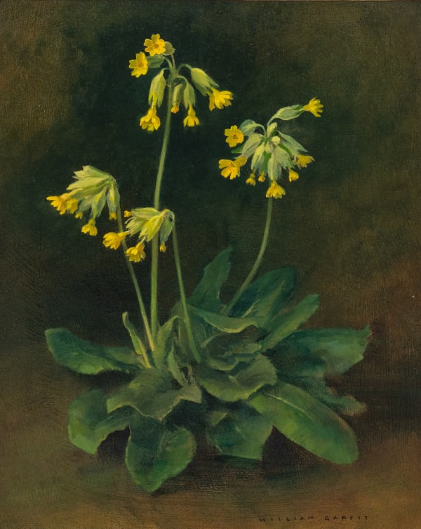 William Garfit , Cowslip, Primula veris