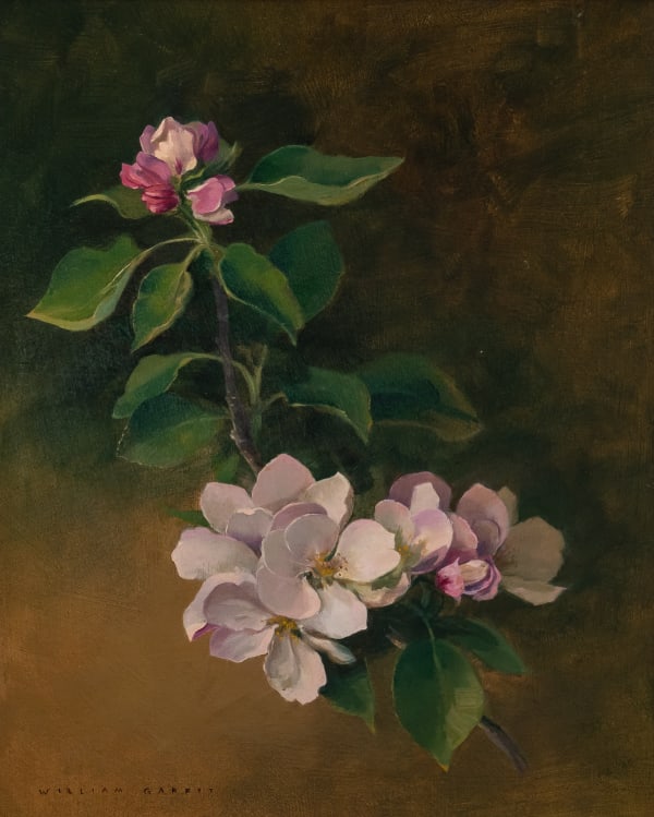 William Garfit , Apple blossom, Malus domestica