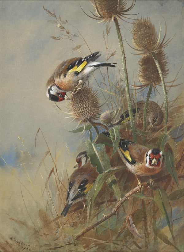 Goldfinches feeding