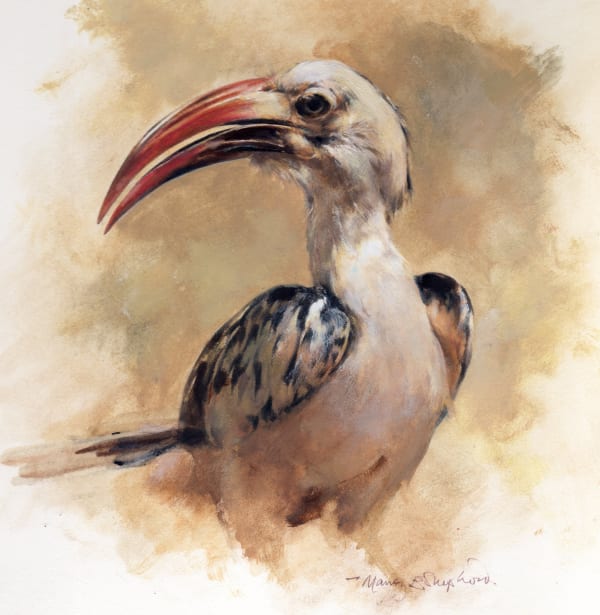 Mandy Shepherd, Red-Billed Hornbill
