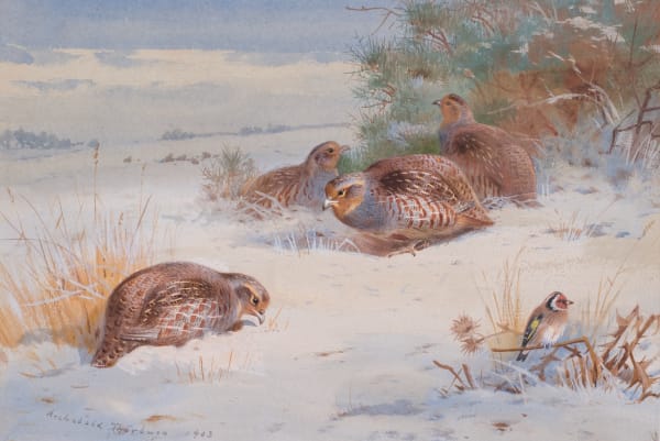 Archibald Thorburn , Partridge and Goldfinch in a winter landscape
