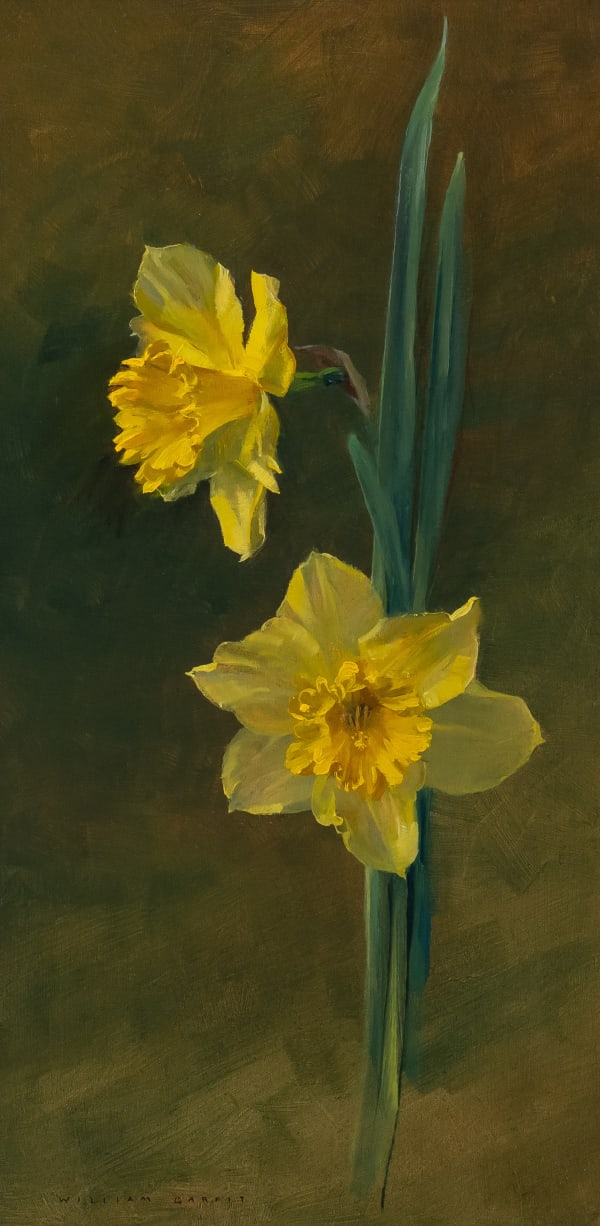 Daffodil, Narcissus pseudonarcissus