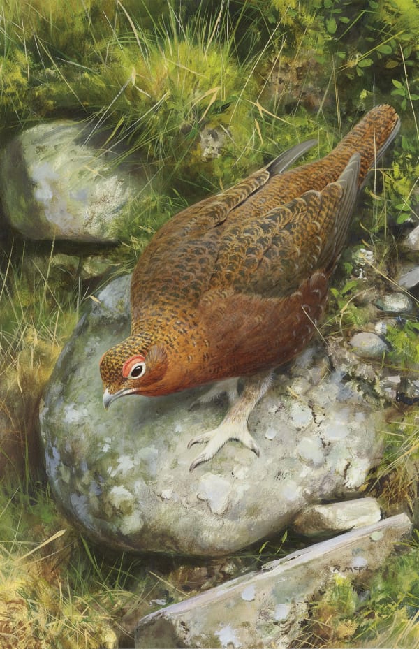 Rodger McPhail, Grouse on a rock