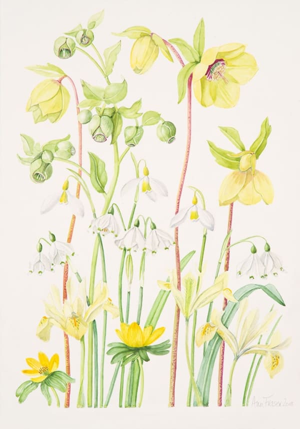 Ann Fraser, Yellow Spring