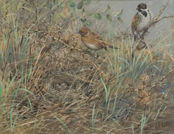Reed buntings nesting