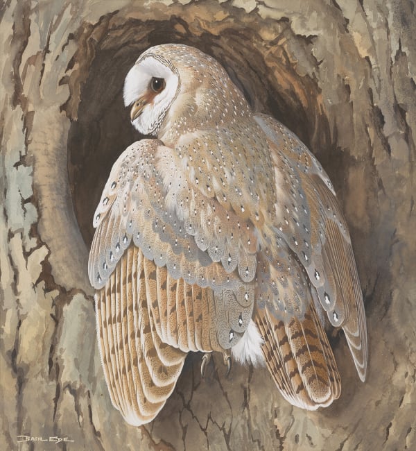 Barn owl