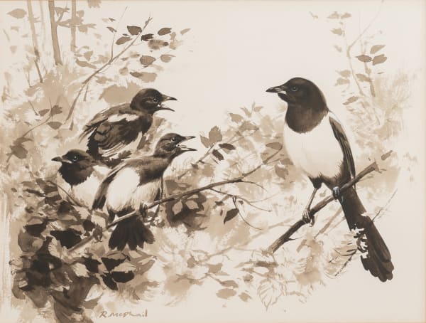 Magpie and Young - Spring
