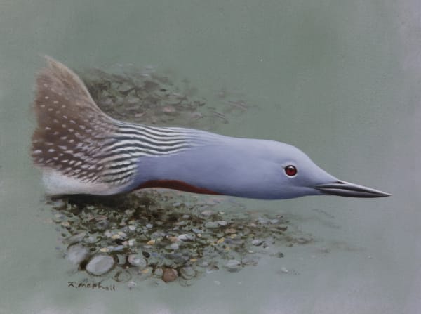 Rodger McPhail , Red-throated diver