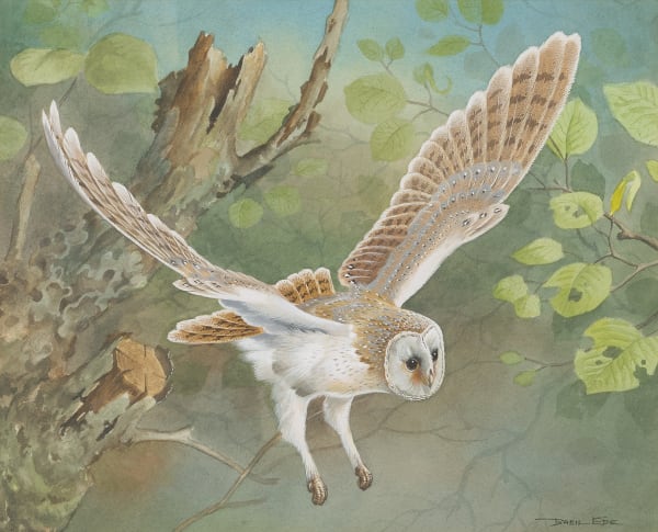 Barn owl in flight