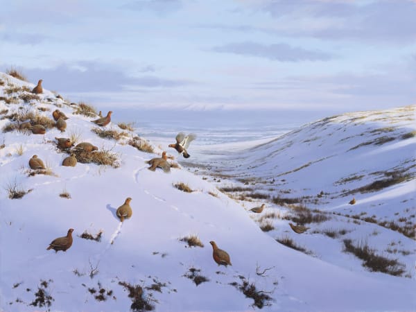 Rodger McPhail , A pack of Grouse