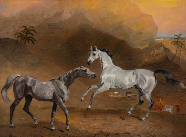 The Malcolm Arabian