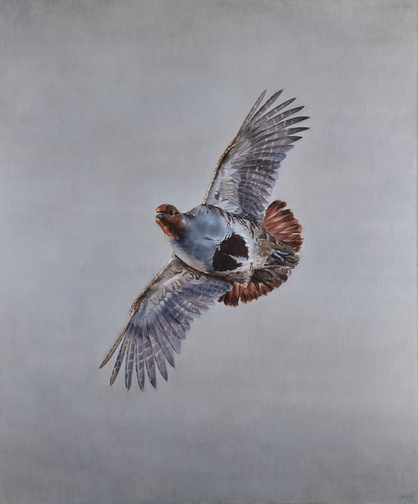 Grey partridge in flight