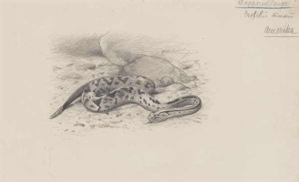 North American Rattlesnake