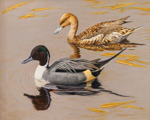 Pair of Pintails