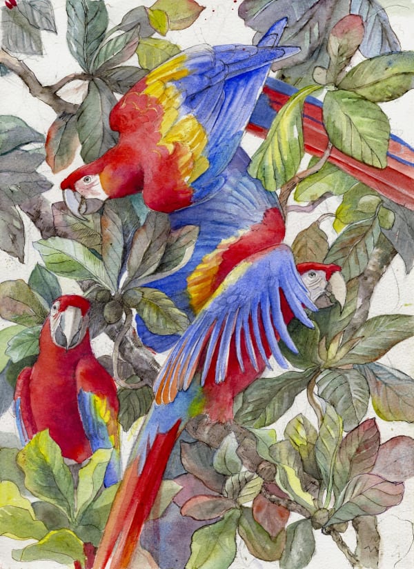 Scarlet Macaws study