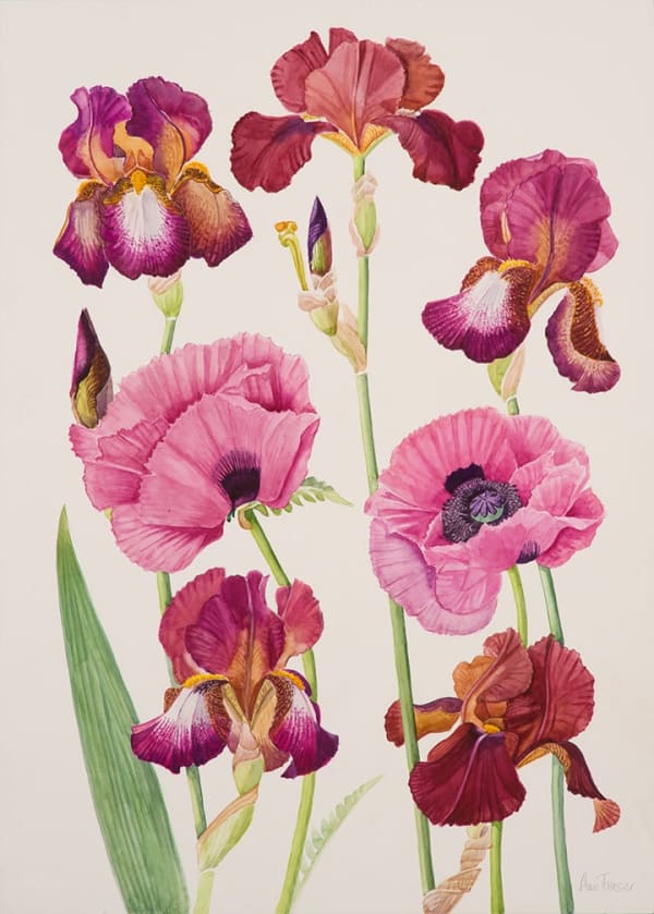 Ann Fraser, Oriental Poppies 'Patties Plum' with Brown Iris