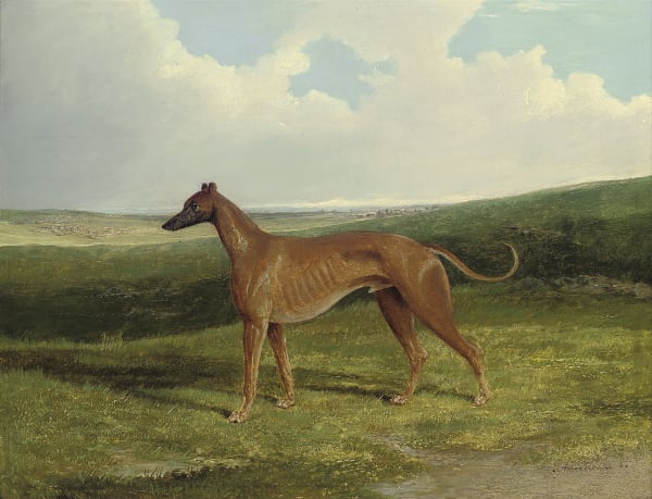 A champion greyhound in a landscape