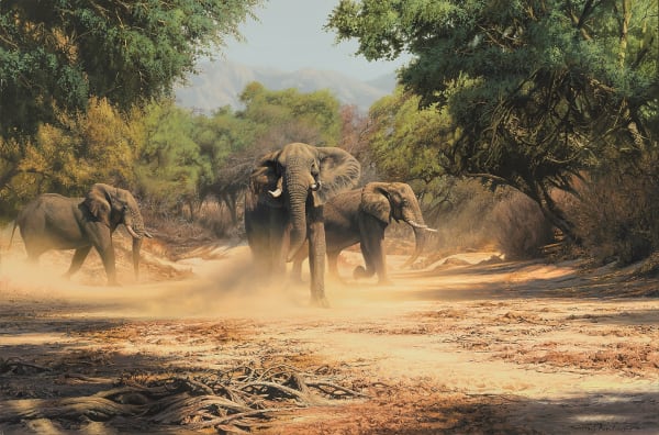 Dusty Elephants, Sapi River