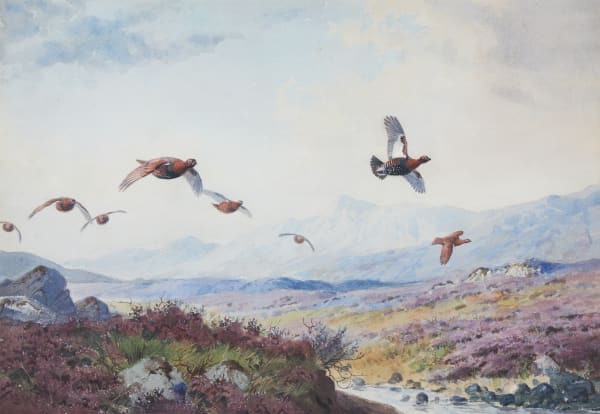 Down the Burn Grouse