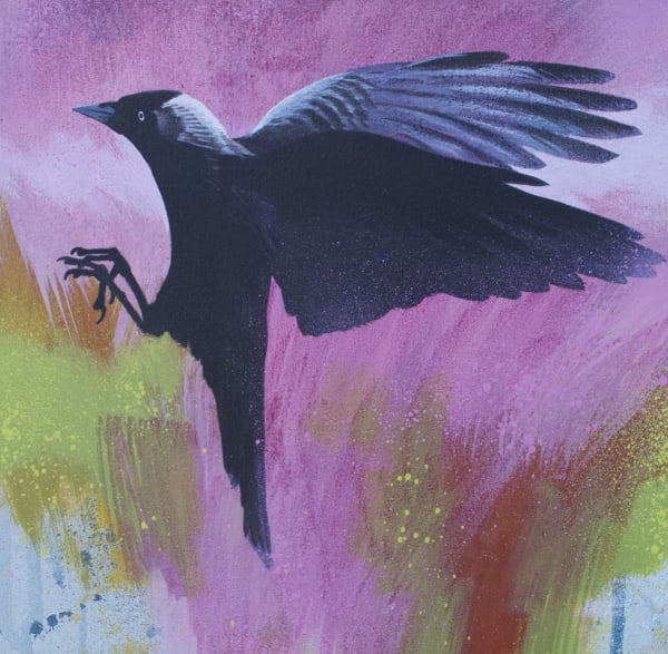 Jackdaw study