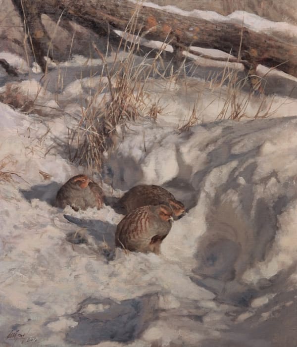 Partridge in the snow