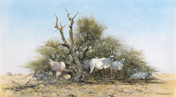 David Shepherd , CBE, Arabian Oryx