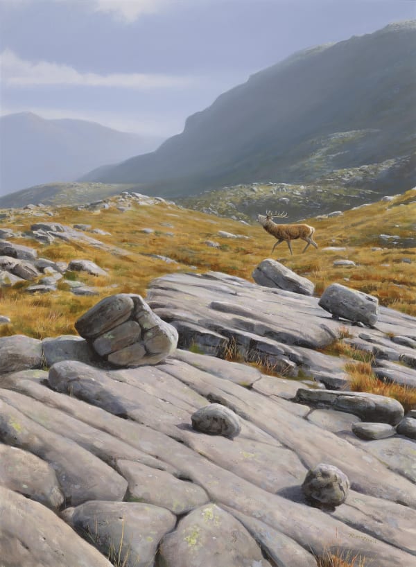 Rodger McPhail , Stag on high ground