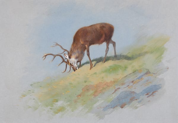 Stag feeding on the tops