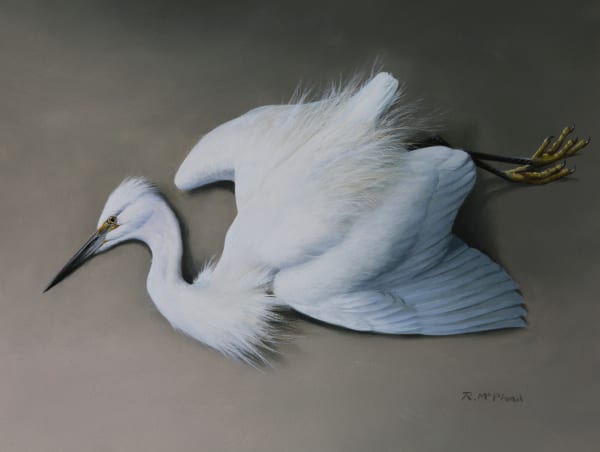 Rodger McPhail , Little Egret