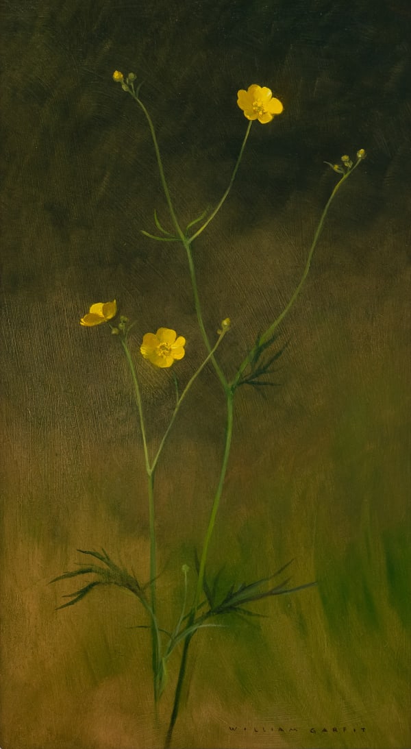 William Garfit , Meadow buttercup, Ranunculus acris