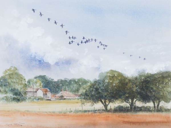 Canada geese over Coultershaw Farm