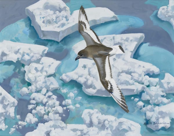 Bradsh Ice, Antarctica Petrel, 2001