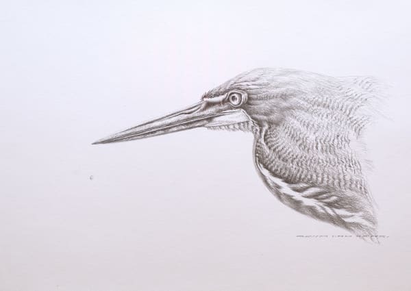 David Ord Kerr, Rufescent Tiger-Heron sketch