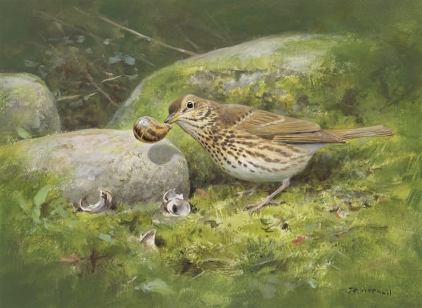 Rodger McPhail, Song Thrush with Snail