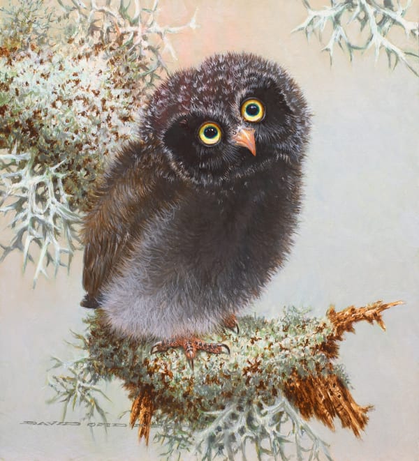 David Ord Kerr, Baby Tengmalm's Owl II