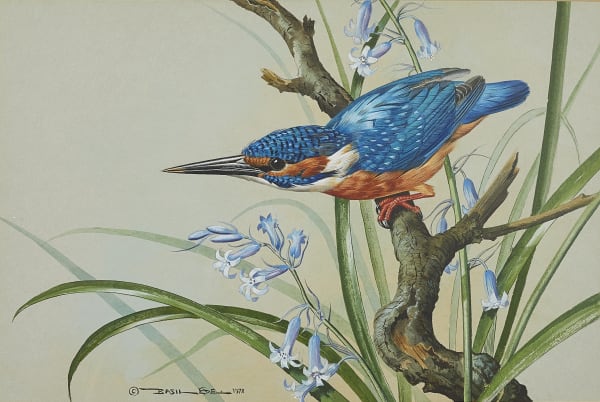 Kingfisher and Bluebells