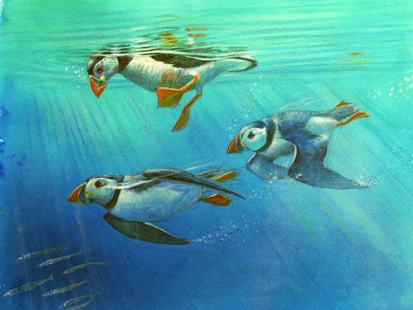 Diving Puffins