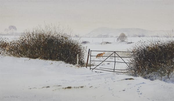 Mr Reynard under Wheatham Hill
