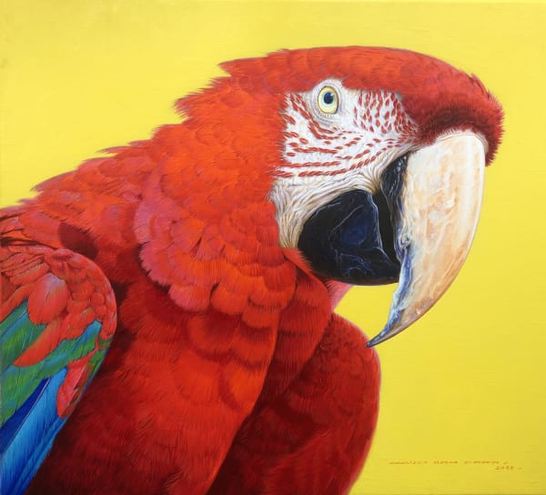 David Ord Kerr , Green winged Macaw head