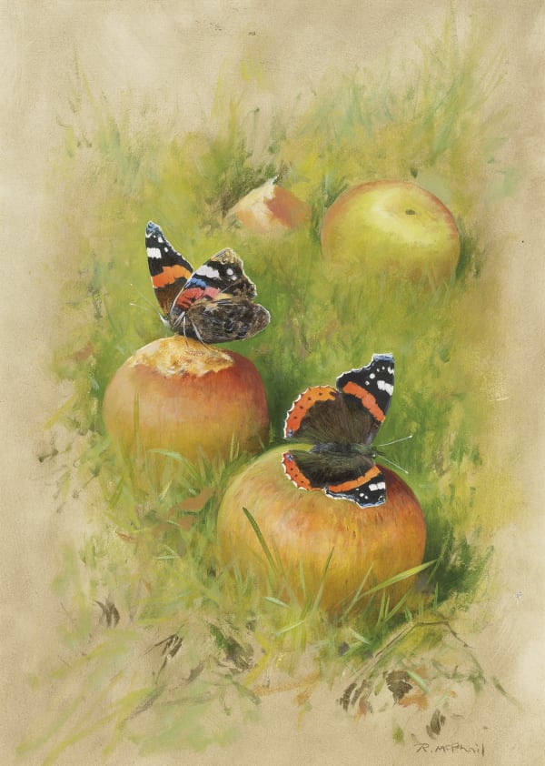 Rodger McPhail, Red Admirals on apples