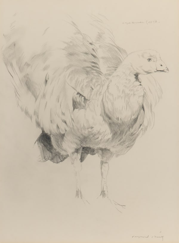 Ray Harris Ching , Cape Barren Goose